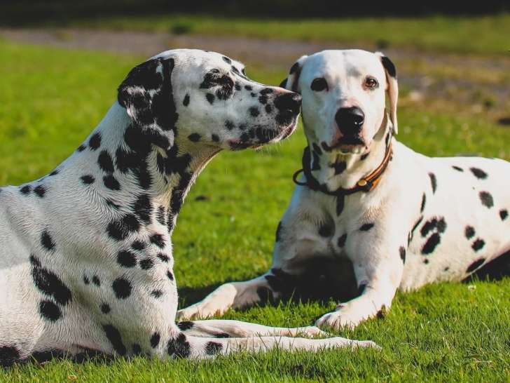 Au bon geste canin