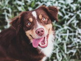 Au bon geste canin