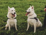 Au bon geste canin
