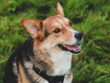 Au bon geste canin