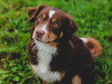 Au bon geste canin