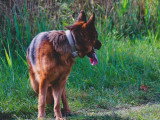 Au bon geste canin