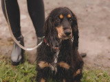 Au bon geste canin