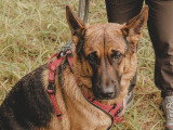 Au bon geste canin