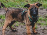 Au bon geste canin