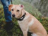 Au bon geste canin