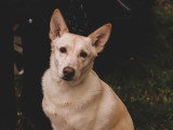 Au bon geste canin