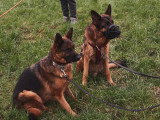 Au bon geste canin