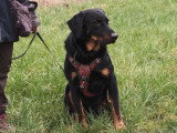 Au bon geste canin