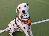 Au bon geste canin