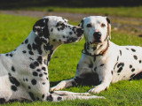 Au bon geste canin