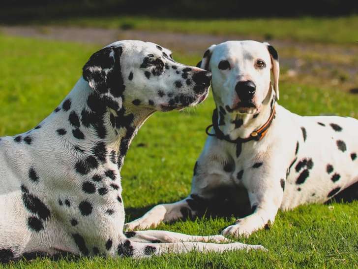 Au bon geste canin