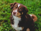 Au bon geste canin