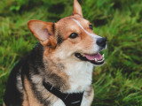 Au bon geste canin