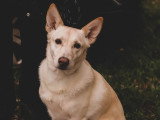 Au bon geste canin