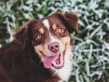 Au bon geste canin