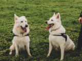 Au bon geste canin