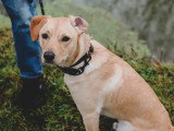 Au bon geste canin