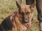 Au bon geste canin
