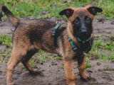Au bon geste canin