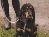 Au bon geste canin