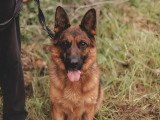 Au bon geste canin