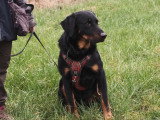 Au bon geste canin
