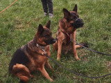 Au bon geste canin