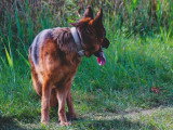 Au bon geste canin
