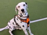 Au bon geste canin
