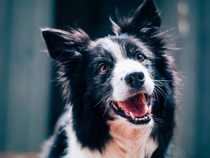 Les Carrières Noires