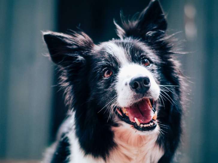 Les Carrières Noires