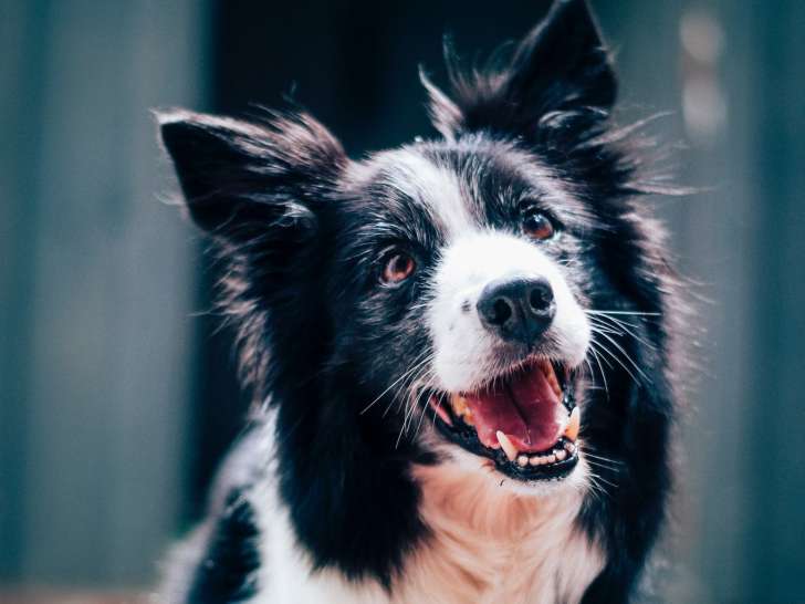 Les Carrières Noires