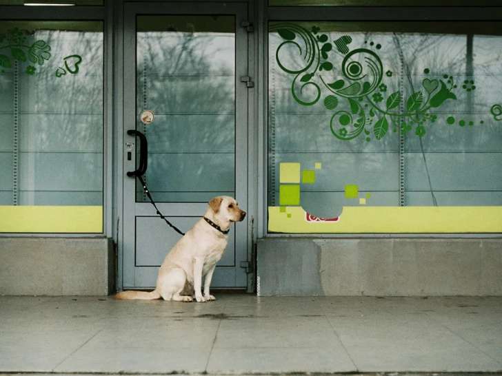 Pattes en vadrouille