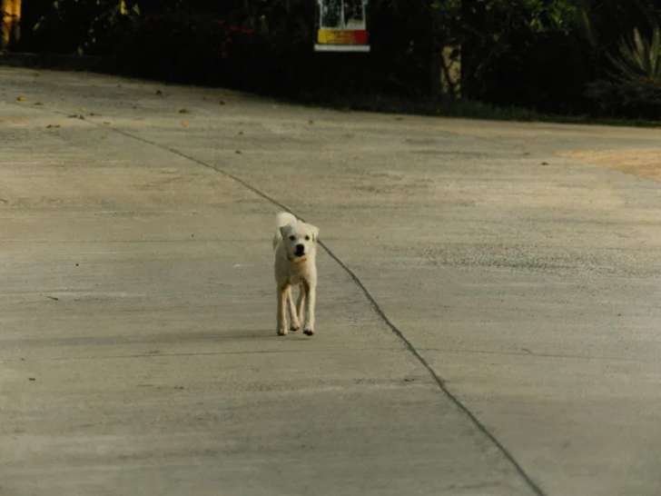 Pattes en vadrouille