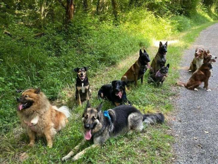 Dans les yeux de mon chien