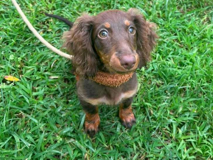 Dans les yeux de mon chien