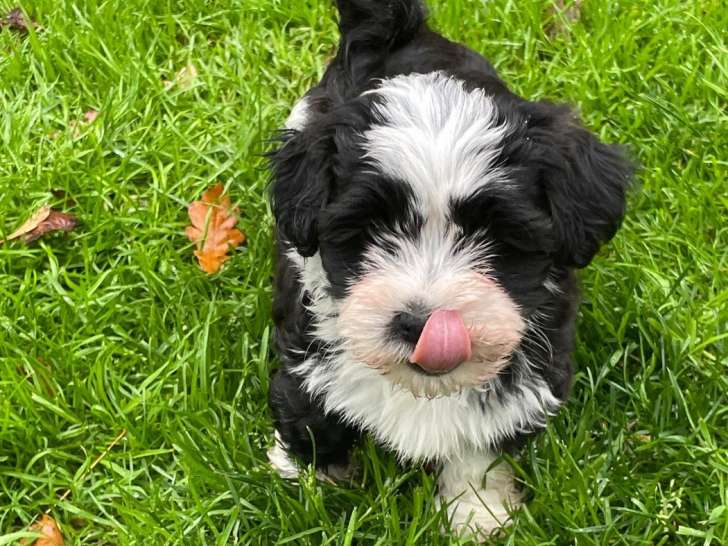Le Moulin de Gontard