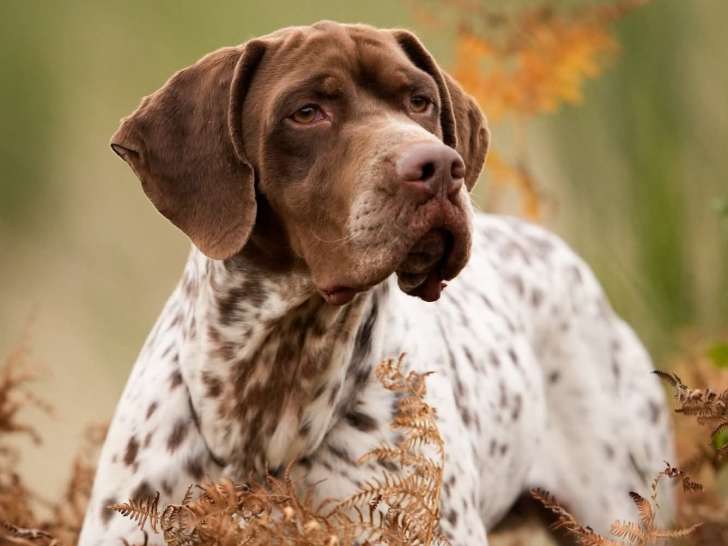 Du Milobre de Bouisse