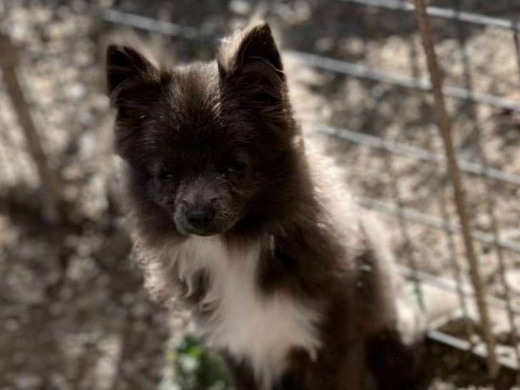 Des Gardiens De Cendrillon