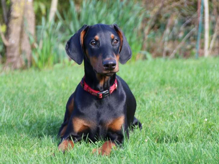 Les Seigneurs de la Vallée de l'Isle