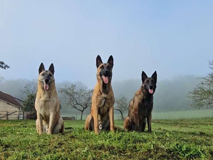 FKL Education canine