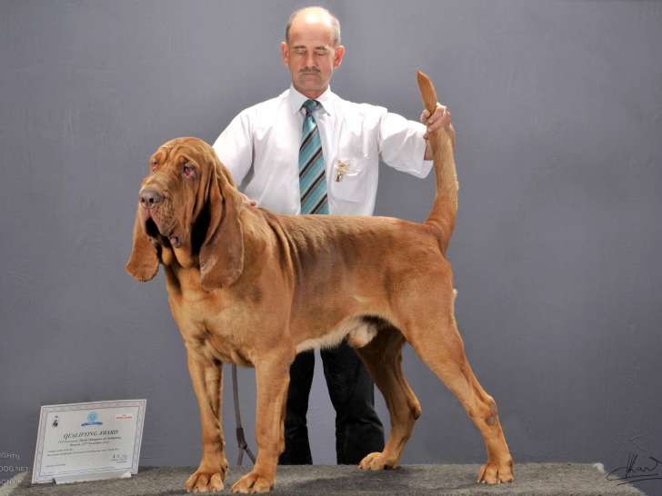 Of Lufon Royal Pride