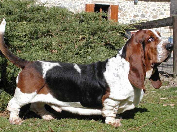 Of Lufon Royal Pride