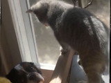 Cats' n Dogs Petsitting Service