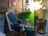Cats' n Dogs Petsitting Service
