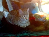 Cats' n Dogs Petsitting Service