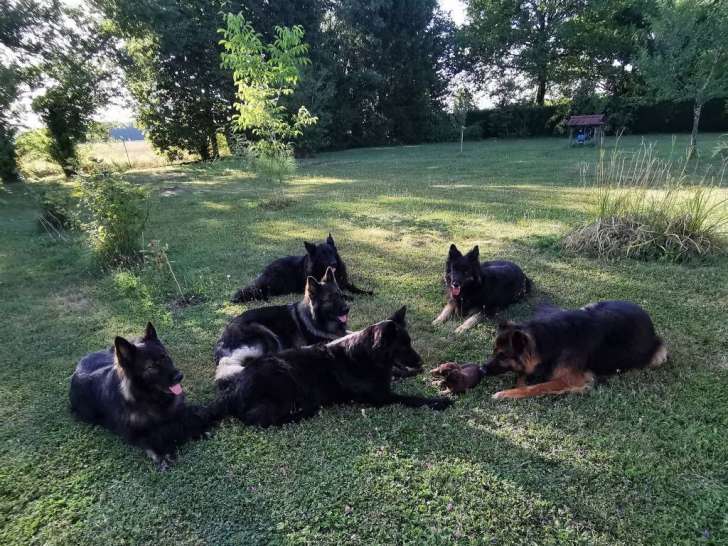 Écoute ton chien 21-39