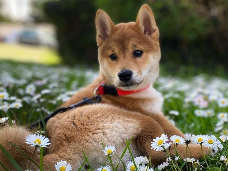 De Nature Canine
