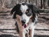 De Nature Canine